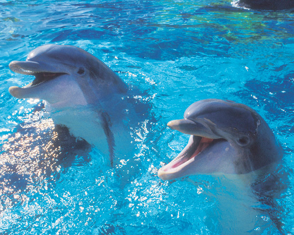 images of dolphins