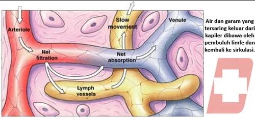 Pengertian, Fungsi dan Pembagian Pembuluh Limfa Pada Manusia
