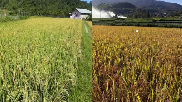 Benih Padi Beras Merah Tani Makmur