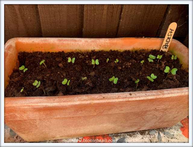 Radish Seedlings ©BionicBasil® The Pet Parade 347