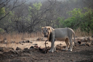 Gir National Park information Gujarat