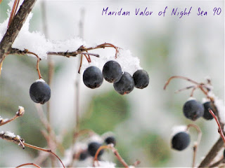 A Few Of My Favorite Things; Random Pictures, snow covered berries