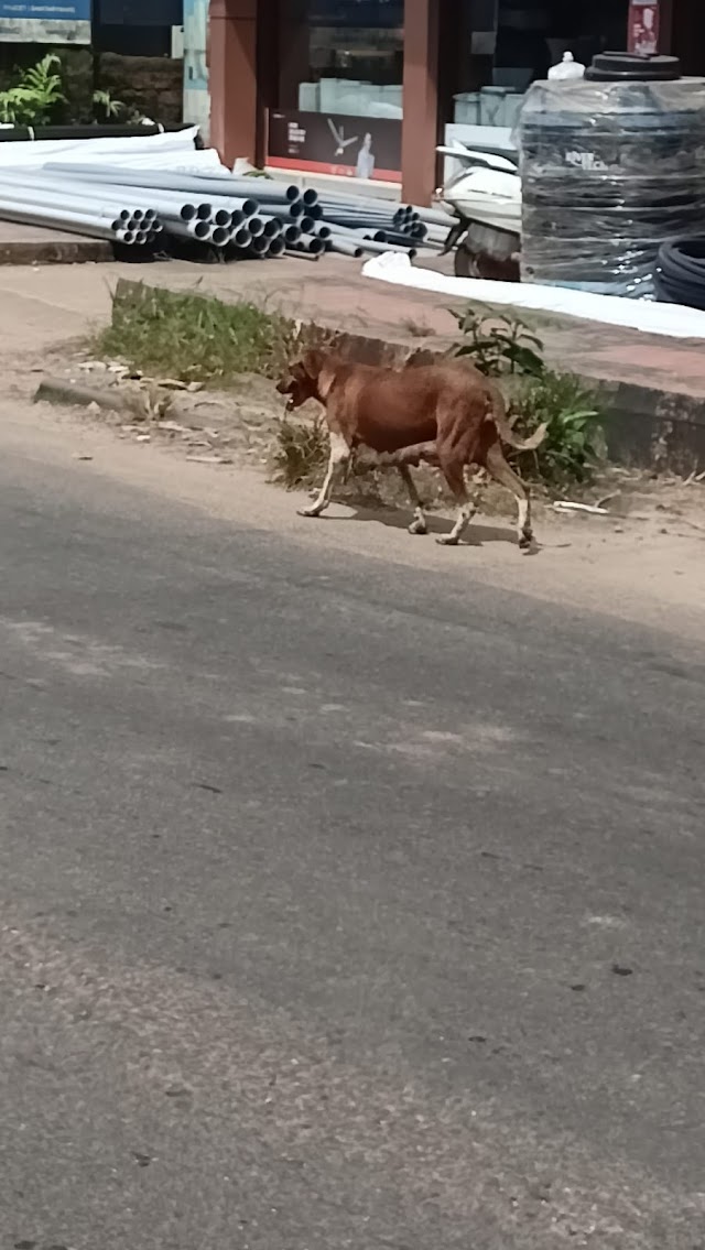 നരിക്കുനിയിൽ പടനിലം റോഡിൽ തെരുവ് നായ വഴിയാത്രക്കാരെ ഓടിച്ചിട്ട് കടിച്ചതായി പരാതി :-