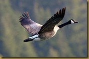 Goose-flying