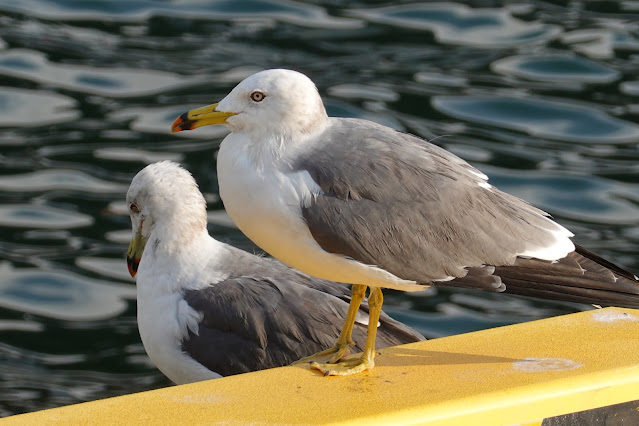 鳥取県境港市昭和町 境港魚市場