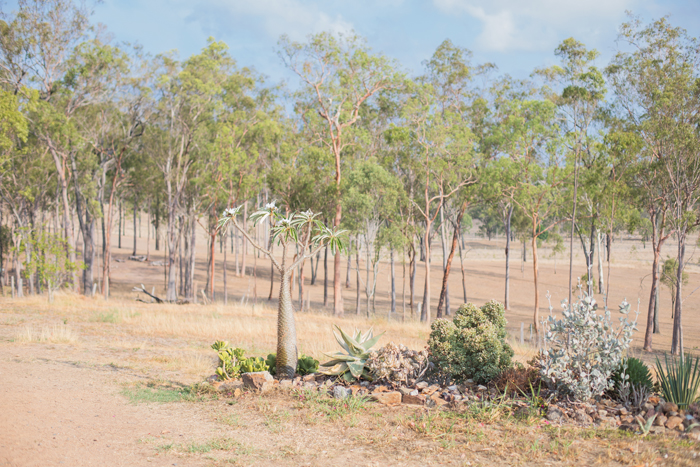 pachypodium in australian bush garden