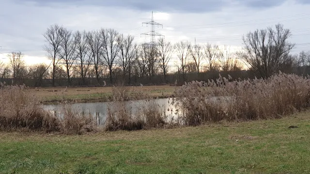 See am Neckar-Ausgelichsfläche