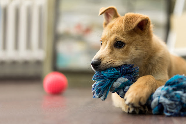 Going to puppy class has benefits for later dog behavior, study shows. Photo shows puppy chewing on rope