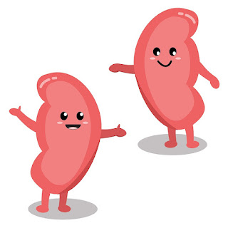 #Enlightopia Healthy Kidney