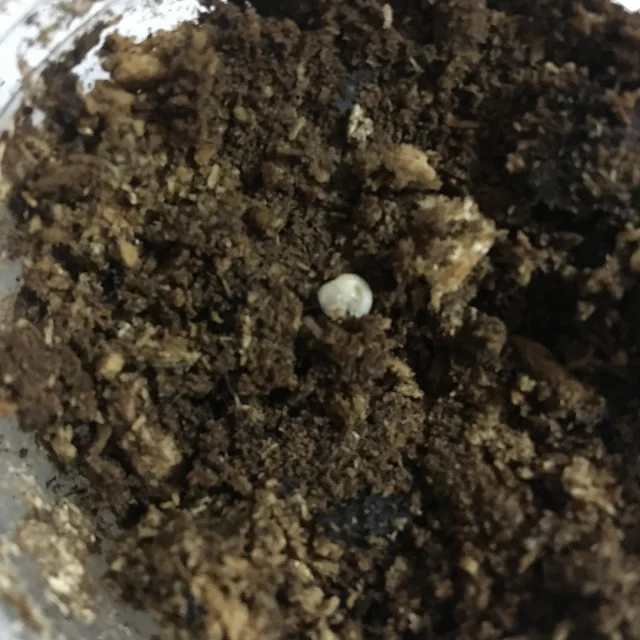 Rainbow stag beetle hatching video