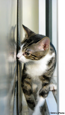 A Kitten staring at her reflection before she was adopted at the Humane Society of Greater Miami. © Evan's Studio, 2012.