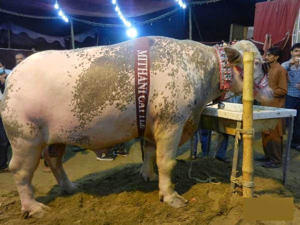 Bakra Mandi 2013,Eid ul Adha,Cow Qurbani,Camel Slaughter 