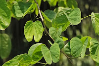 Bauhinia racemosa