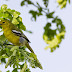 Common iora Female