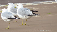 Ring-billed Gulls – Souris area, PEI – July 27, 2013 – Roberta Palmer