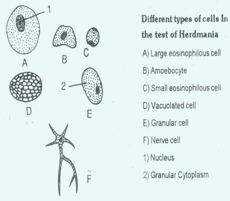 Herdmania-test Herdmania-test
