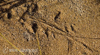  Footprints, momentary trace of Life in the Sand Trail in Valdes Peninsula