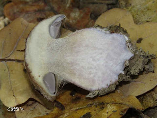 Cortinarius caerulescens IMG15288