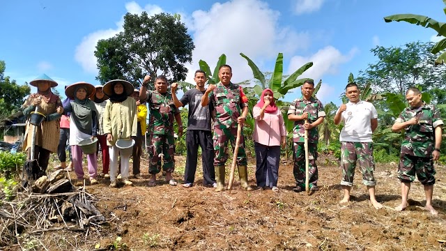 Koramil 0622-13/Jampangkulon Tanam Jagung Hektaran Bersama Kelompok Tani Binaan