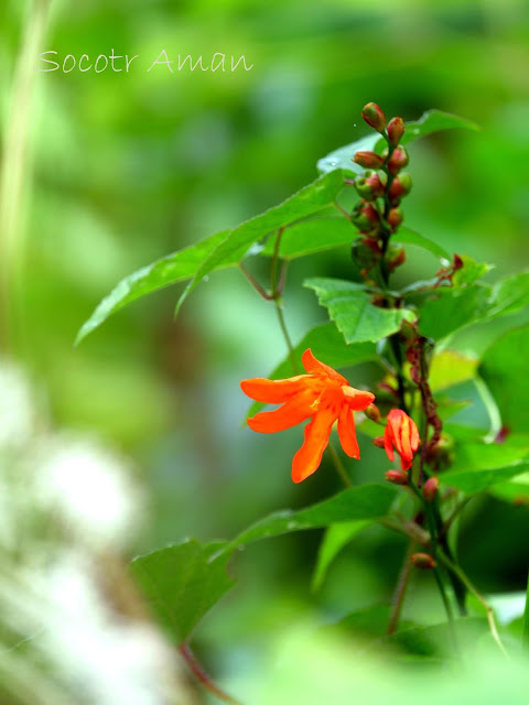 Crocosmia x crocosmiiflora