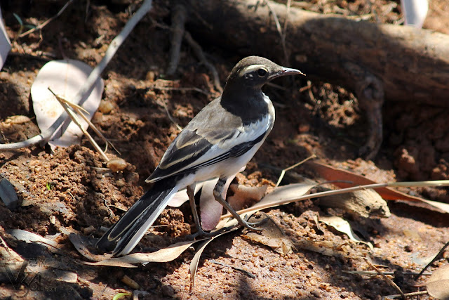 White-browed Wagtail juvenile