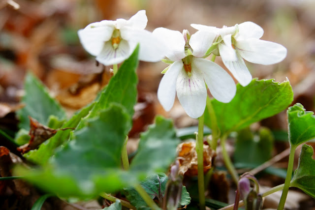 Viola grypoceras