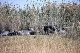 ippopotami nel delta okavango