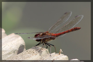 Hawker Dragonfly at Corkagh Clondalkin Dublin©nolene dowdall  Sept 2020