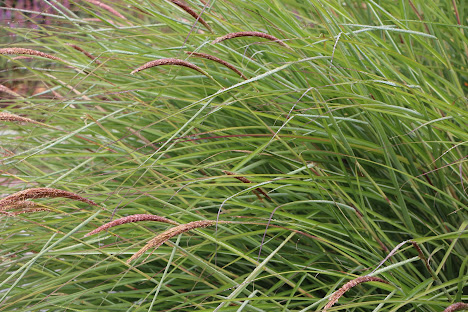 Photograph of long grasses blowing horizontally, with reddish grains at the end of each stem.