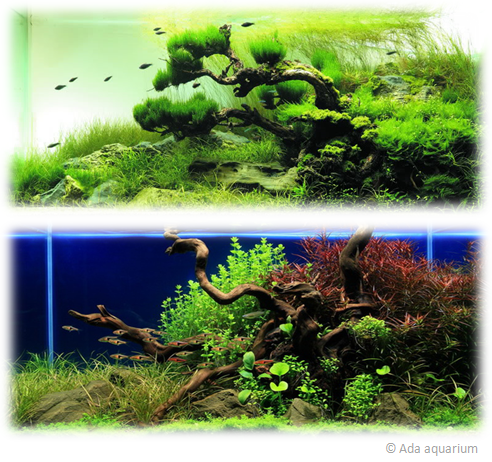 Guía para el principiante en acuarios de agua dulce, acuarios, agua,dulce, cuidados peces, construir un acuario, litros de mi acuario, volumen acuario, plantar acuario, acuario plantado, plantas acuario, peces disco