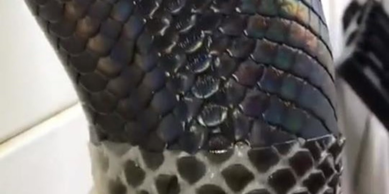 Watching This Snake Shedding Its Skin Is Creepy But Oddly Satisfying