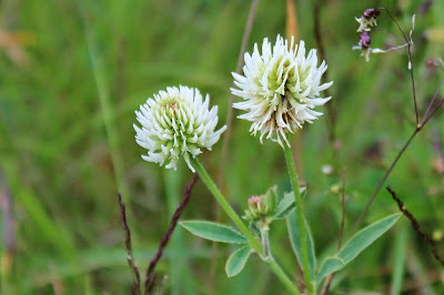 Witte Klaver - Wite Klaver - Trifolium repens