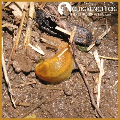  Treatment of Worms inward Chickens including medication dosage information Control & Treatment of Worms inward Chickens 