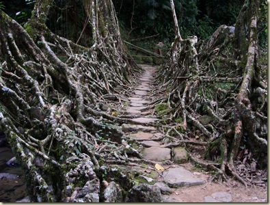 Tree bridge 4