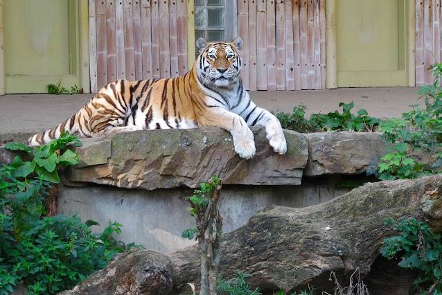 Antwerpen: foto's van de zoo