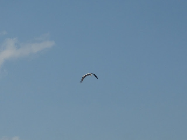 Stork in flight