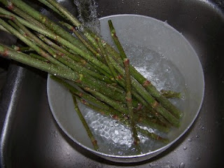 knotweed stalks