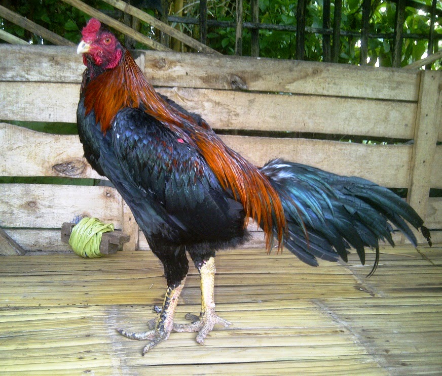  Ayam  Bangkok Super  Jawara Garut AYAM  BANGKOK SUPER  ARAGON