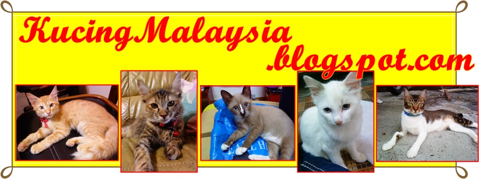 KucingMalaysia: Kutu Kucing Bikin Onar ! Cara Hapuskan?