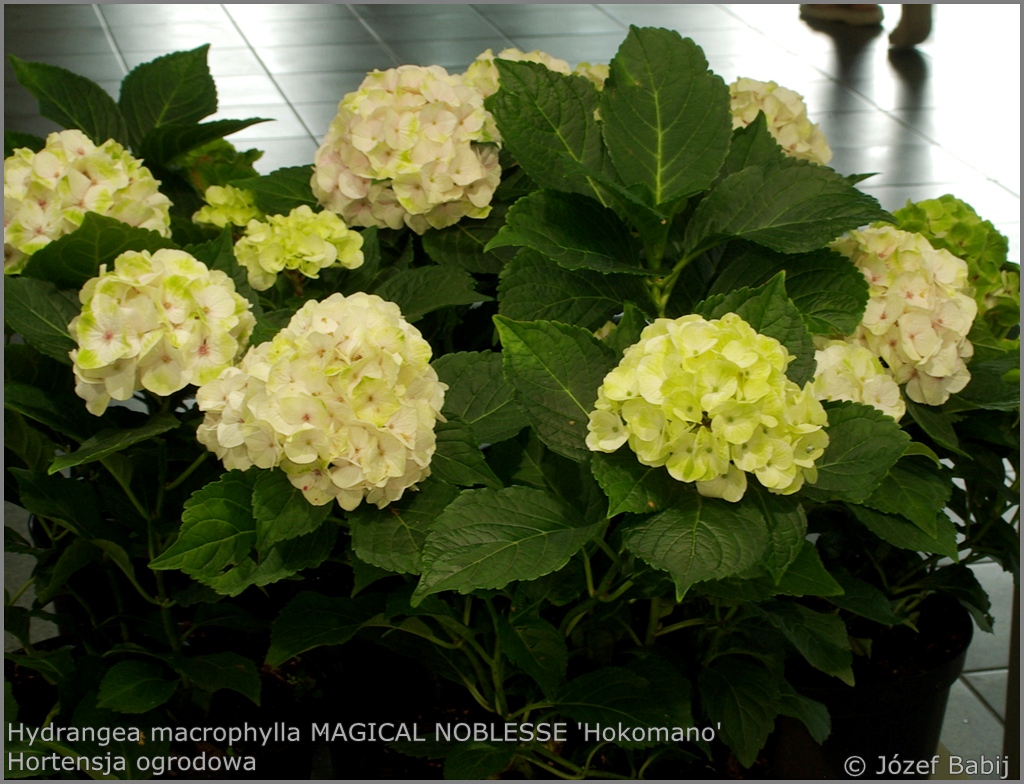Hydrangea macrophylla MAGICAL NOBLESSE 'Hokomano' - Hortensja ogrodowa MAGICAL NOBLESSE 'Hokomano'