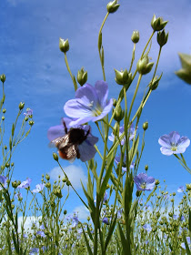 Flax  grows best at northern temperate latitudes, in cool,  humid climates and within moist, well-plowed soil.
