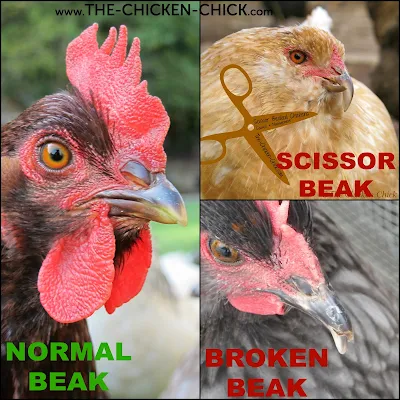  Regular physical exams for chickens are of import to their wellness in addition to longevity because t Chicken Checkup: DIY Physical Exam