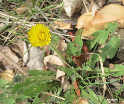 dandelion Taraxacum officinale