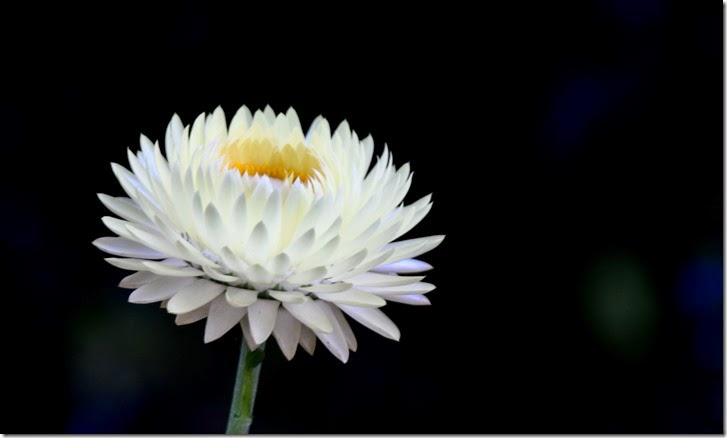 10-DSC_3690