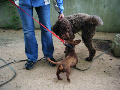 Hickory and Alfie are both wagging; I'm holding Alfie by the harness and Hickory by his red leash as the two dogs sniff and try to play