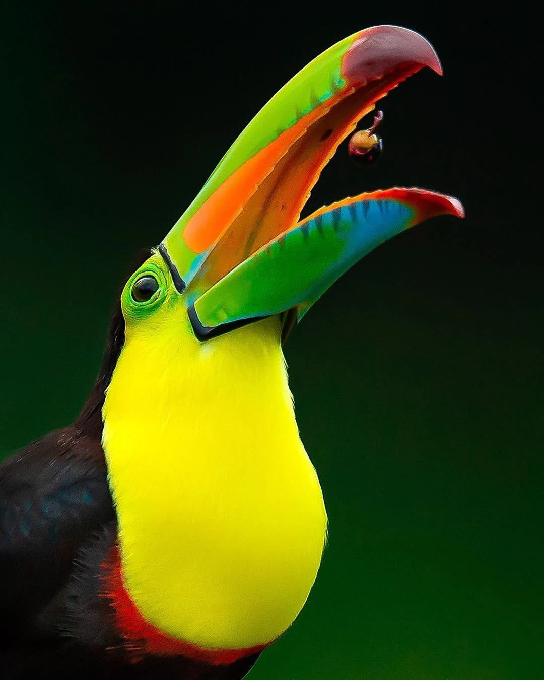 Kill-billed Toucan - The most beautiful bird pictures - The most beautiful bird pictures - NeotericIT.com