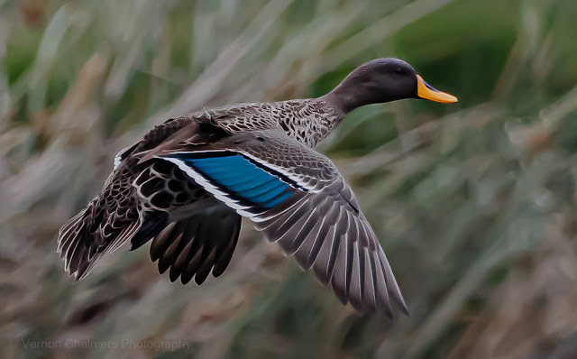 Yellow-Billed Duck against the Reeds