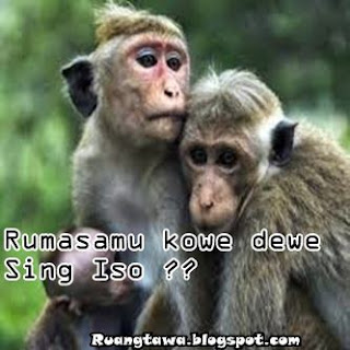  Gambar  Dp BBM Meme Hewan  Lucu  dalam Bahasa  Jawa  Ruang 