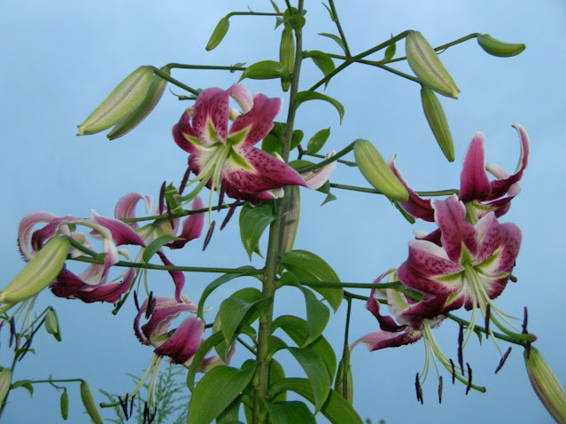 Lilium speciosum var. rubrum