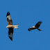 Ramsey Raptors
